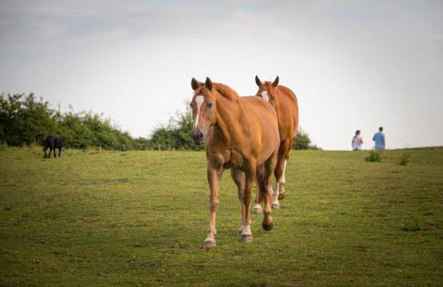 West Cottage, Southlands Farm, Gunnerton - Foto 35