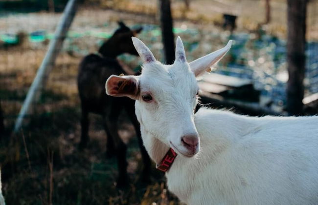 Azienda Agricola Saint Hubert - Foto 58