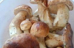 Domki Brzozówka w Bieszczadach - Foto 58