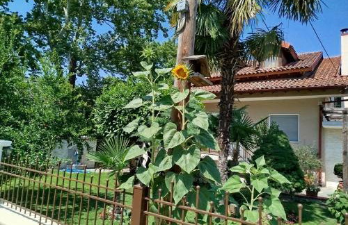 "The plane trees" - Foto 48