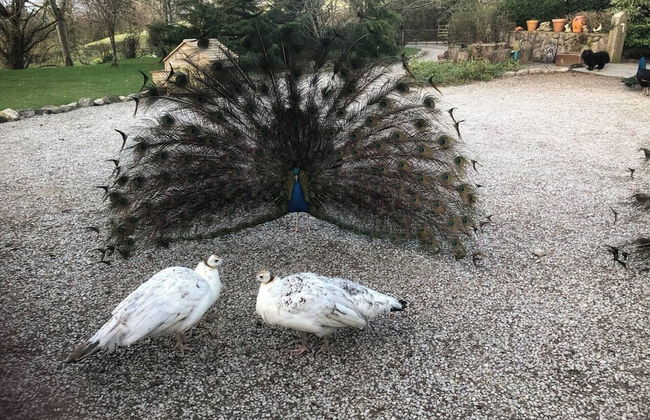 The Shepherds Hut at Hafoty Boeth - Foto 13