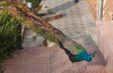 Eleni De Lux - Photo 16