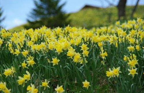 Gîte Confortable en Pleine Nature avec Cheminée et Accès Direct aux Sentiers, Proche Gérardmer et Lac - FR-1-589-124 - Photo 5