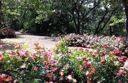 Boscoscuro - Foto 33