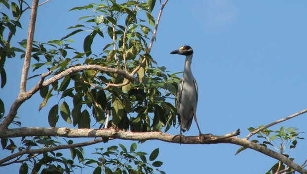 Paseo en barco privado por los Pantanos de Centla - Foto 2, Avistamiento de aves en los Pantanos de Centla