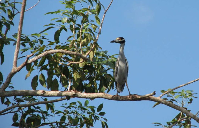 Paseo en barco privado por los Pantanos de Centla - Foto 2