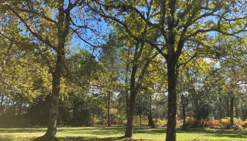 Maison en forêt, calme, proche village et piste cyclable - meublé 3 étoiles - Foto 4, Garden, Garden view
