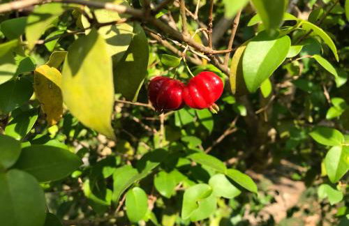 Chácara das Palmeiras - Piscina, Churrasqueira e Campo - Foto 40