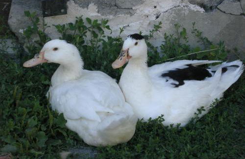 Gîte Les Grands Champs - Foto 69