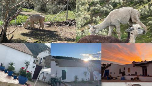 Experience Alpacas in Andalucia - Foto 2