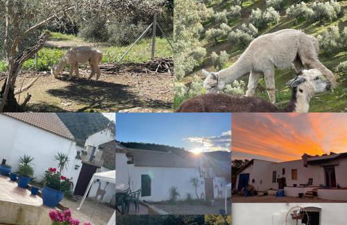 Experience Alpacas in Andalucia - Foto 2