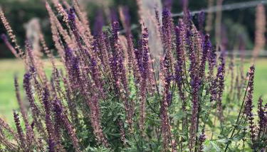 La Grange de Timon - Photo 2