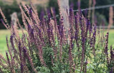 La Grange de Timon - Photo 2