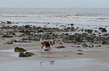 Modern Coastal Haven Family and Dog friendly - Foto 5