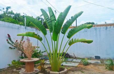 Casa Costa & França - Foto 2