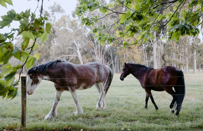 Losari Retreat - Foto 54