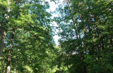 Domek Leśny Zakątek z klimatyzacją - Foto 17