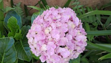 Casa Natureza - Foto 2, Garden