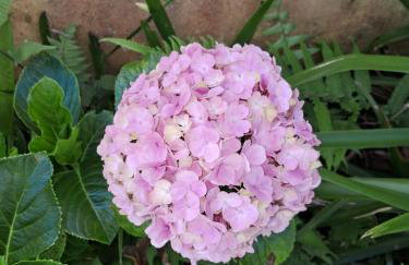 Casa Natureza - Foto 2