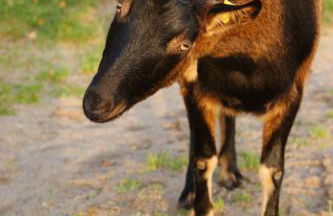 Ferienhof Schulz - Foto 20