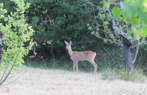 Agriturismo Dea - Photo 6