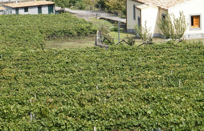 Etna Wine Agriturismo - Foto 40