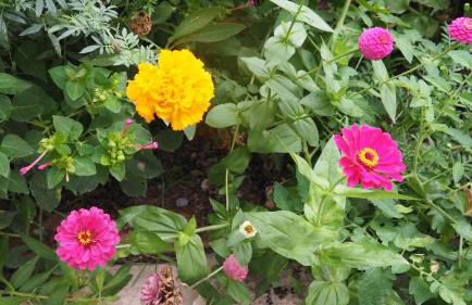 L'Era de Cal Roger - Foto 121