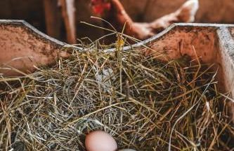 Kerschbaumhof - Foto 46