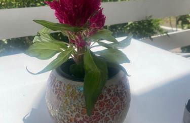 Zante Star Summer House - Photo 15