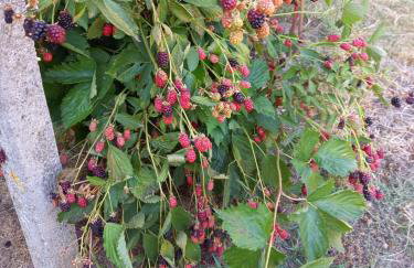 Wickys Igelnest - Foto 76