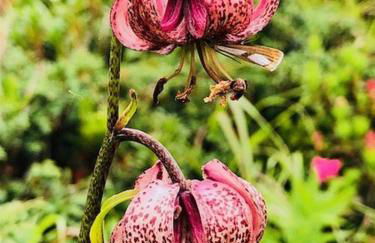 Bergkristall - Freie Fahrt Allgäuer Hörnerbahnen im Sommer - Foto 17