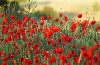 Stara Stolarnia - Foto 14