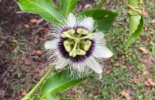 Comfort Nest - Foto 40