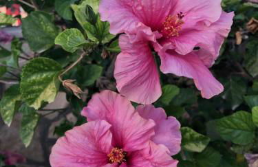 Villa Hibiscus sul Mare - Foto 27