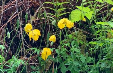 Tawny Owl Pod with Hot Tub - Foto 58