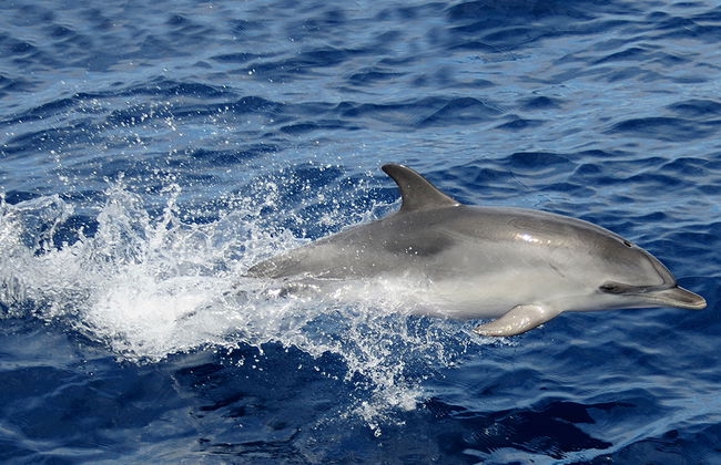 Spirit of the Sea cruise - Photo 5