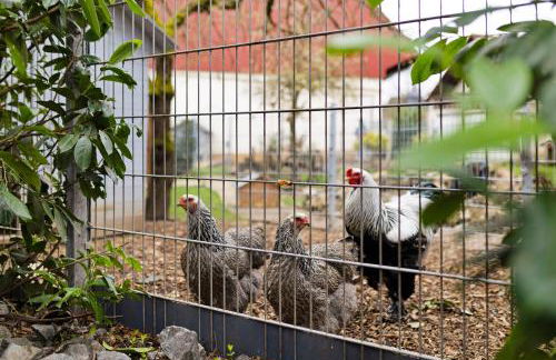 Ferienhaus Annodazumol - Foto 8