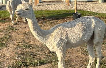 Apple Blues Farm - Foto 12