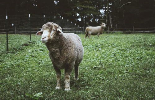 Cozy Cottage on a Private Farm Nestled Among the Southern Catskill Mountains in Woodridge, New York - Foto 20