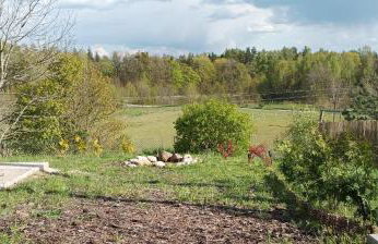 Zielenina Leśny Domek - Foto 26