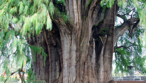 Albero del Tule a Oaxaca, uno dei più antichi del mondo