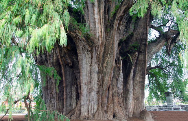 Day Trip to Oaxaca & San Martín Tilcajete - Photo 3