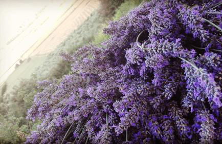 Sonnellino in Maremma - Foto 50