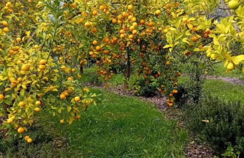 Charming Garden Retreat in Pedrogao Grande - Foto 29