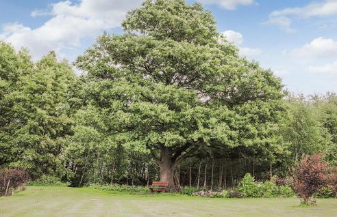 Nice Home In Wegorzewo With Sauna - Foto 36