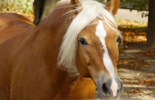 Haflinger Reiterhof Meura - Foto 8