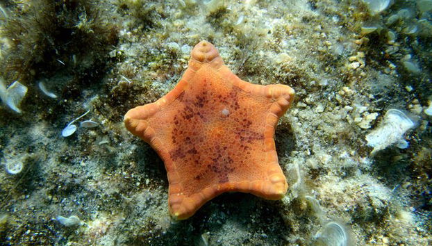 Incrível tour de snorkeling de dia inteiro para Cozumel Cielo Starfish Reef - Foto 4, Descubra a bela estrela