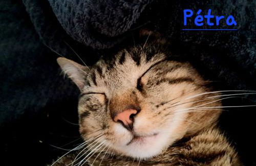 gîte en campagne Lamégritnière - Foto 37