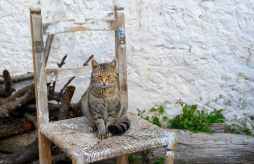 Konstantis - Foto 41