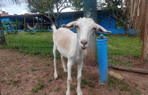 chaler Sao Jorge - Foto 30